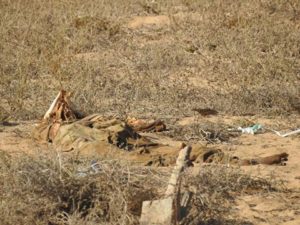 15823012_360021274375660_4218071139157932221_n